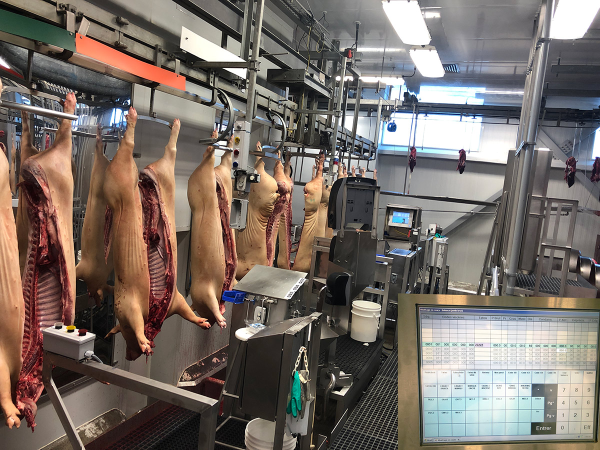 Calamar Technologies | Gestion de production: Abattage de porcs Calamar Technologies | Gestion de production: Abattage de porcs
